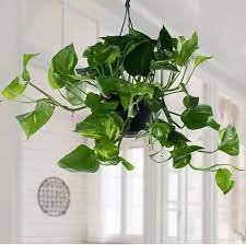 Money Plant, Epipremnum Aureum, Hanging